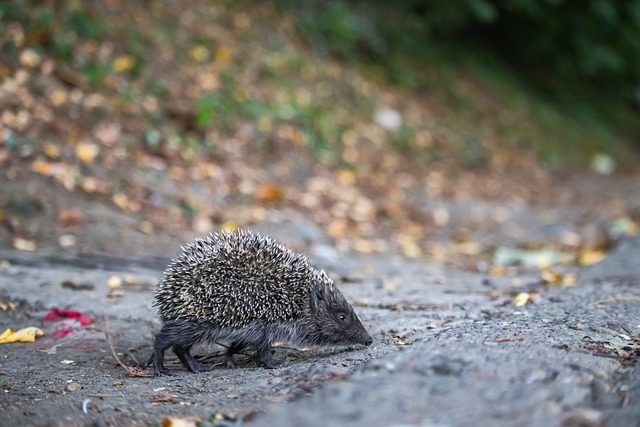 3-0！埃格努出任队长首秀 25分+MVP 领衔米兰女排豪取意甲开门红